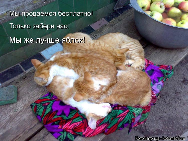 Котоматрица: Мы продаёмся бесплатно! Только забери нас. Мы же лучше яблок!