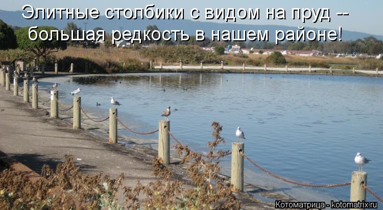 Элитные столбики с видом на пруд -- большая редкость в нашем районе!... Котоматрица: Элитные столбики с видом на пруд -- большая редкость в нашем районе!