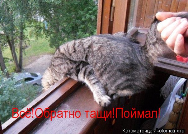 Котоматрица: Всё!Обратно тащи!Поймал!