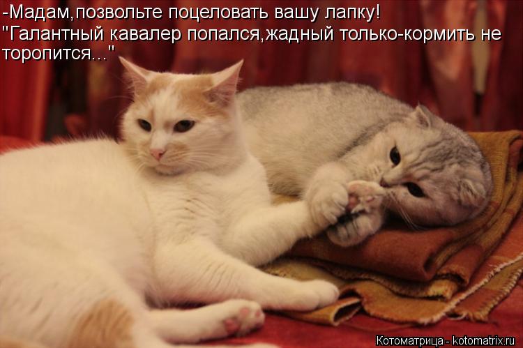 Котоматрица: -Мадам,позвольте поцеловать вашу лапку! "Галантный кавалер попался,жадный только-кормить не торопится..."