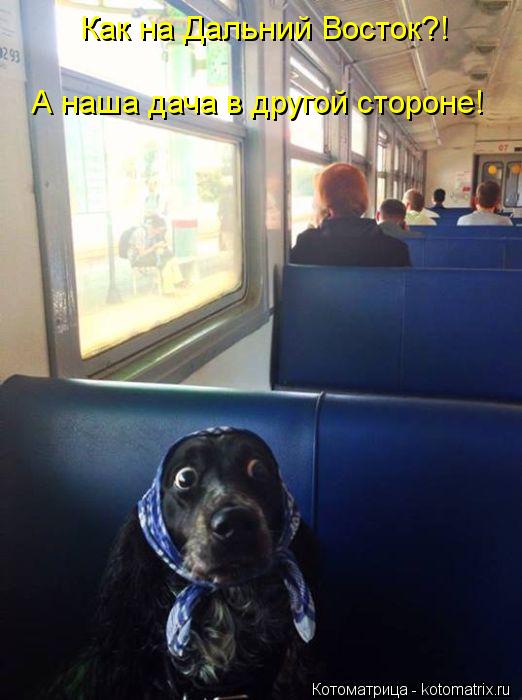 Как на Дальний Восток?! А наша дача в другой стороне!... Котоматрица: Как на Дальний Восток?! А наша дача в другой стороне!