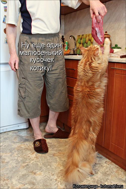 Котоматрица: Ну еще один малюсенький кусочек котику!