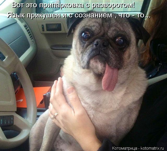 Котоматрица: Вот это припарковка с разворотом! Язык прикушен и с сознанием , что - то...