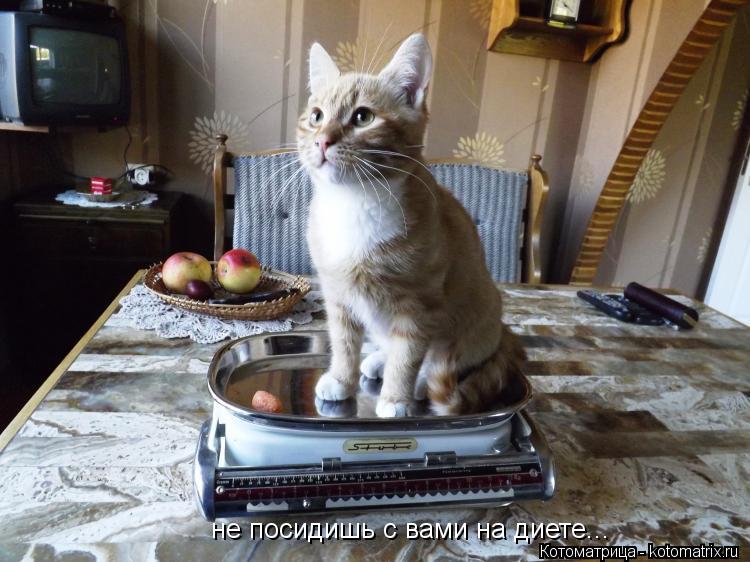 Котоматрица: не посидишь с вами на диете...