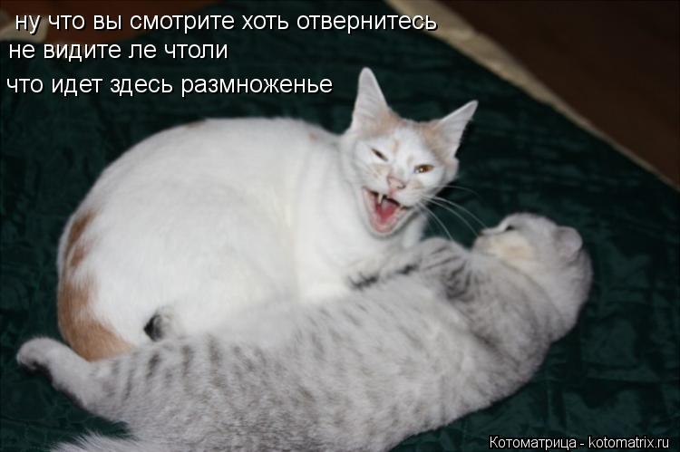 Котоматрица: ну что вы смотрите хоть отвернитесь не видите ле чтоли что идет здесь размноженье