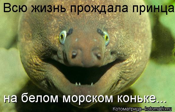 Всю жизнь прождала принца на белом морском коньке...... Котоматрица: Всю жизнь прождала принца на белом морском коньке...