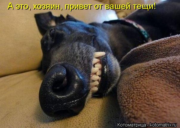 А это, хозяин, привет от вашей тещи!... Котоматрица: А это, хозяин, привет от вашей тещи!