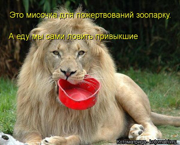 Это мисочка для пожертвований зоопарку. А еду мы сами ловить привыкшие... Котоматрица: Это мисочка для пожертвований зоопарку. А еду мы сами ловить привыкшие