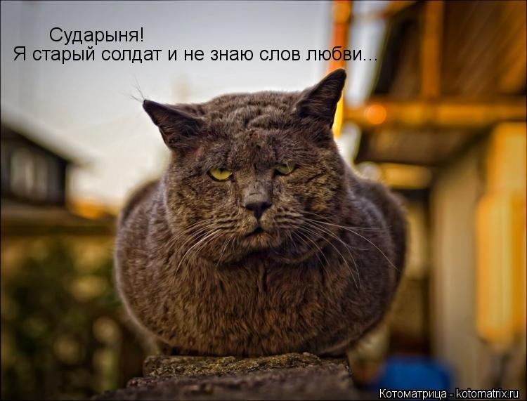 Котоматрица: Сударыня! Я старый солдат и не знаю слов любви...