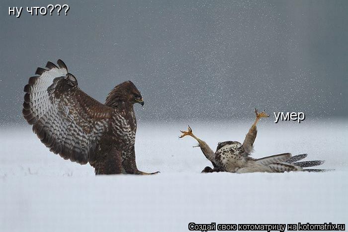 Котоматрица: ну что??? ну что??? умер