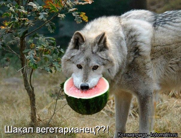 Шакал вегетарианец??!... Котоматрица: Шакал вегетарианец??!