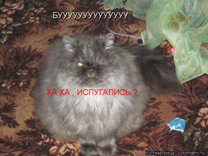 Котоматрица: БУУУУУУУУУУУУУУ ХА ХА , ИСПУГАЛИСЬ ?