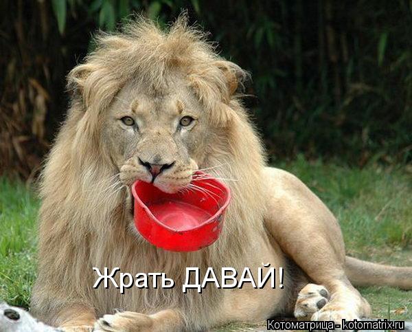 Жрать ДАВАЙ!... Котоматрица: Жрать ДАВАЙ!