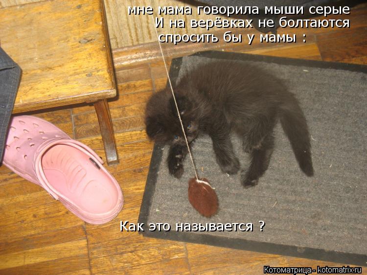 мне мама говорила мыши серые И на верёвках не болтаются спросить бы у мамы : Как это называется ?... Котоматрица: мне мама говорила мыши серые И на верёвках не болтаются спросить бы у мамы : Как это называется ?