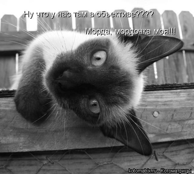Ну что у нас там в объективе???? Морда, мордочка моя!!!... Котоматрица: Ну что у нас там в объективе???? Морда, мордочка моя!!!