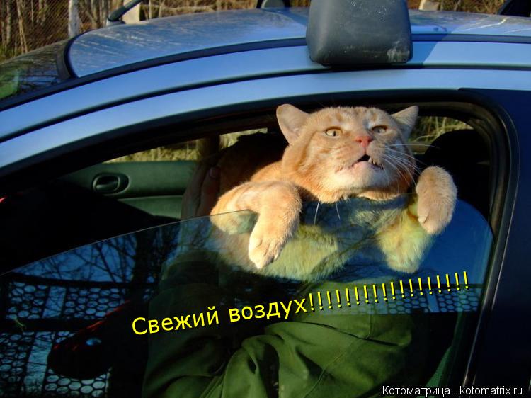 Котоматрица: Свежий воздух!!!!!!!!!!!!!!!!!!