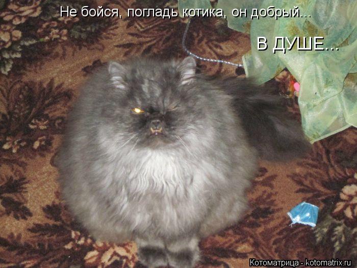 Не бойся, погладь котика, он добрый... В ДУШЕ...... Котоматрица: Не бойся, погладь котика, он добрый... В ДУШЕ...
