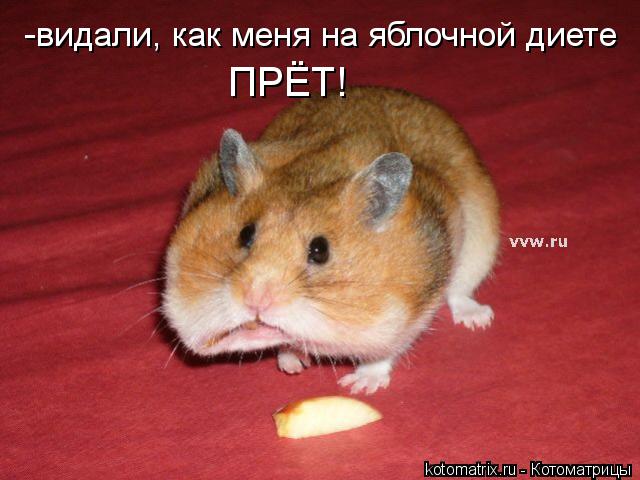 -видали, как меня на яблочной диете ПРЁТ!... Котоматрица: -видали, как меня на яблочной диете ПРЁТ!