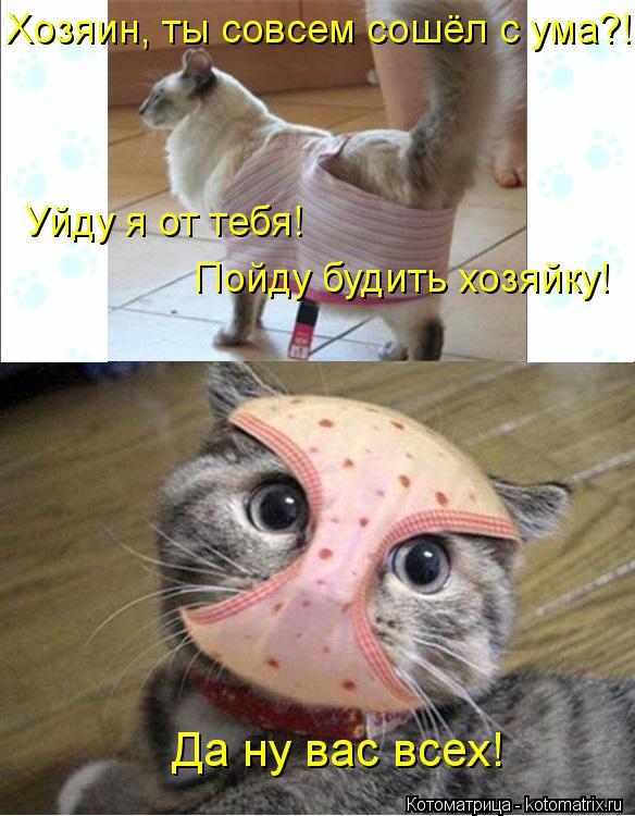 Котоматрица: Хозяин, ты совсем сошёл с ума?! Уйду я от тебя! Пойду будить хозяйку! Да ну вас всех!