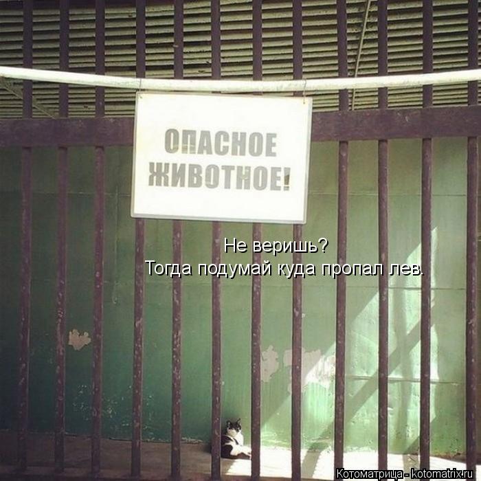 Не веришь? Тогда подумай куда пропал лев.... Котоматрица: Не веришь? Тогда подумай куда пропал лев.