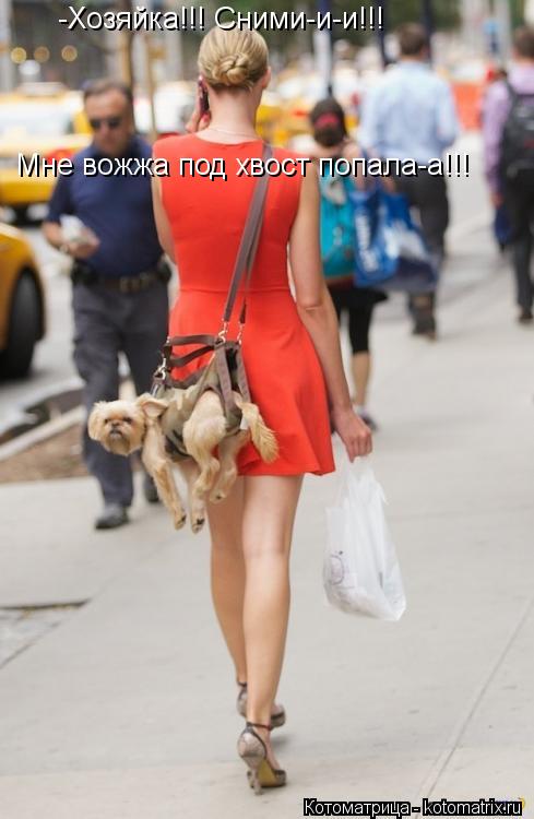 -Хозяйка!!! Сними-и-и!!! Мне вожжа под хвост попала-а!!!... Котоматрица: -Хозяйка!!! Сними-и-и!!! Мне вожжа под хвост попала-а!!!