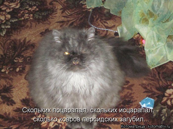Скольких поцарапал, скольких исцарапал, сколько ковров персидских загубил...... Котоматрица: Скольких поцарапал, скольких исцарапал, сколько ковров персидских загубил...