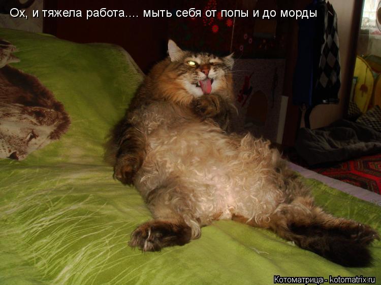 Котоматрица: Ох, и тяжела работа.... мыть себя от попы и до морды