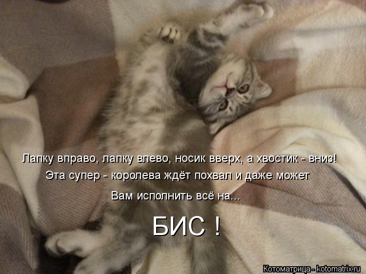 Лапку вправо, лапку влево, носик вверх, а хвостик - вниз! Эта супер - королева ждёт похвал и даже мож... Котоматрица: Лапку вправо, лапку влево, носик вверх, а хвостик - вниз! Эта супер - королева ждёт похвал и даже может Вам исполнить всё на... БИС !