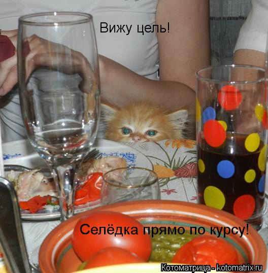 Вижу цель! Селёдка прямо по курсу!... Котоматрица: Вижу цель! Селёдка прямо по курсу!