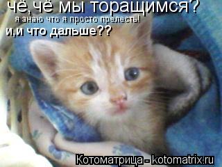 чё,чё мы торащимся? я знаю что я просто прелесть! и,и что дальше??... Котоматрица: чё,чё мы торащимся? я знаю что я просто прелесть! и,и что дальше??