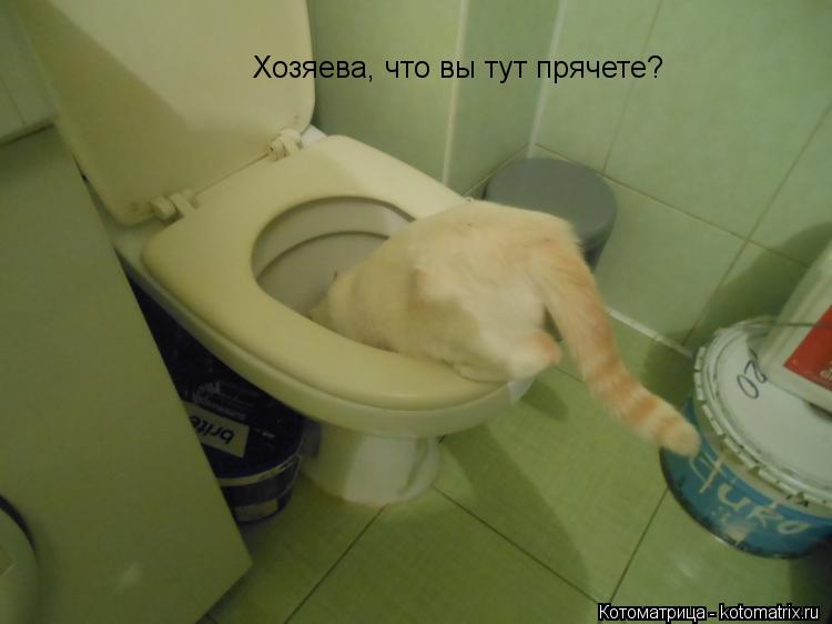 Хозяева, что вы тут прячете?... Котоматрица: Хозяева, что вы тут прячете?