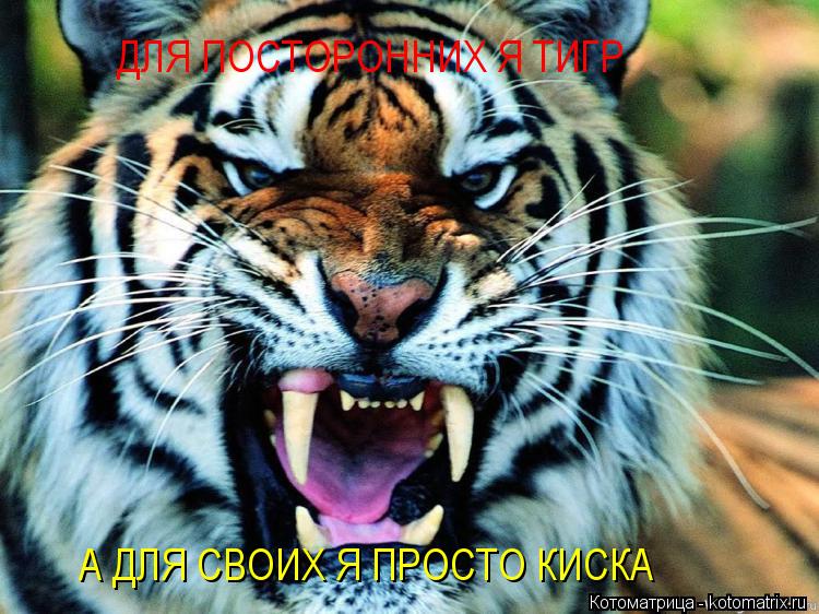 ДЛЯ ПОСТОРОННИХ Я ТИГР А ДЛЯ СВОИХ Я ПРОСТО КИСКА... Котоматрица: ДЛЯ ПОСТОРОННИХ Я ТИГР А ДЛЯ СВОИХ Я ПРОСТО КИСКА