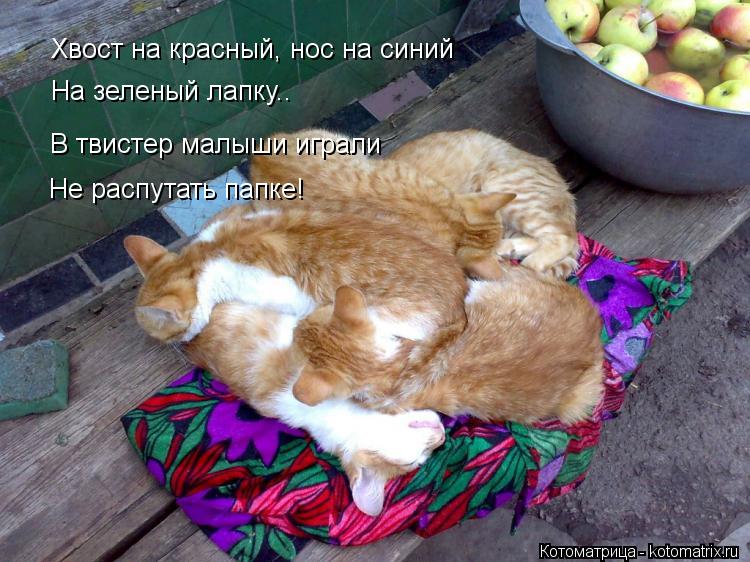 Хвост на красный, нос на синий На зеленый лапку.. В твистер малыши играли Не распутать папке!... Котоматрица: Хвост на красный, нос на синий На зеленый лапку.. В твистер малыши играли Не распутать папке!