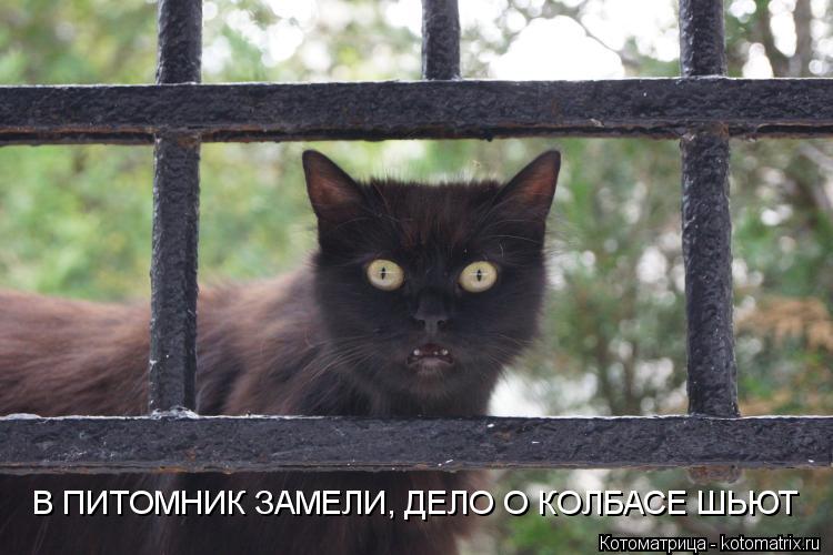 В ПИТОМНИК ЗАМЕЛИ, ДЕЛО О КОЛБАСЕ ШЬЮТ... Котоматрица: В ПИТОМНИК ЗАМЕЛИ, ДЕЛО О КОЛБАСЕ ШЬЮТ