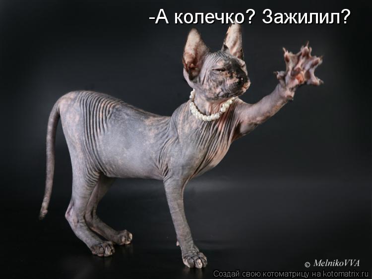 -А колечко? Зажилил?... Котоматрица: -А колечко? Зажилил?