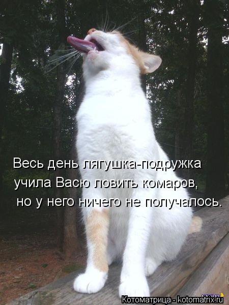 Весь день лягушка-подружка учила Васю ловить комаров, но у него ничего не получалось.... Котоматрица: Весь день лягушка-подружка учила Васю ловить комаров, но у него ничего не получалось.