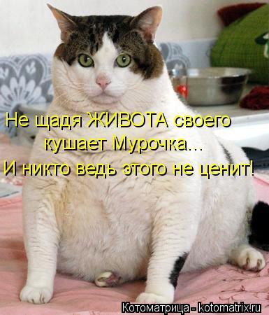 Котоматрица: Не щадя ЖИВОТА своего кушает Мурочка... И никто ведь этого не ценит!