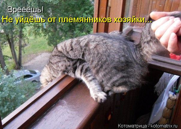 Врёёёшь! Не уйдёшь от племянников хозяйки...... Котоматрица: Врёёёшь! Не уйдёшь от племянников хозяйки...