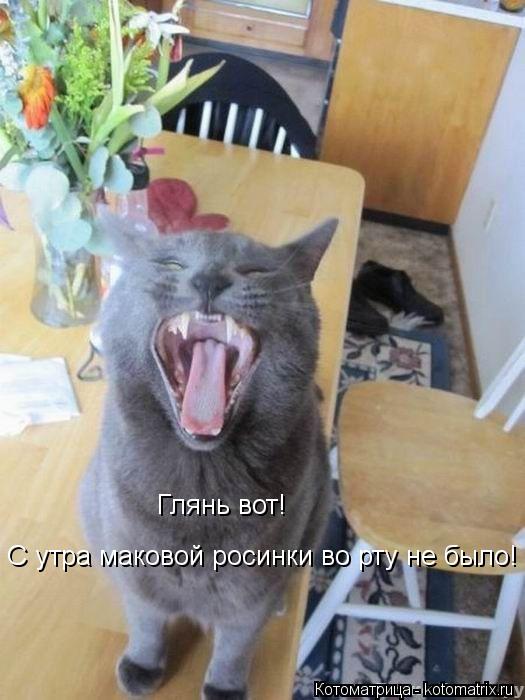 С утра маковой росинки во рту не было! Глянь вот!... Котоматрица: С утра маковой росинки во рту не было! Глянь вот!
