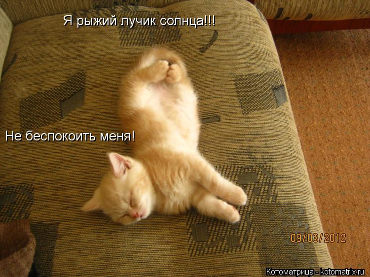Я рыжий лучик солнца!!! Не беспокоить меня!... Котоматрица: Я рыжий лучик солнца!!! Не беспокоить меня!