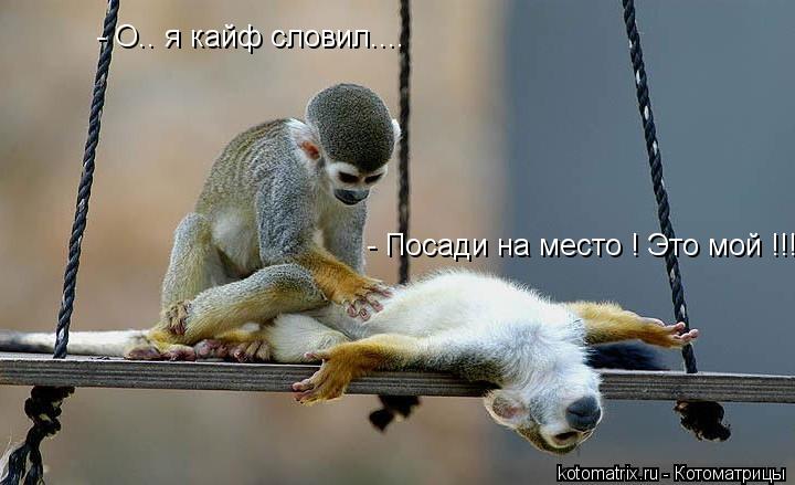 Котоматрица: - О.. я кайф словил.... - Посади на место ! Это мой !!!