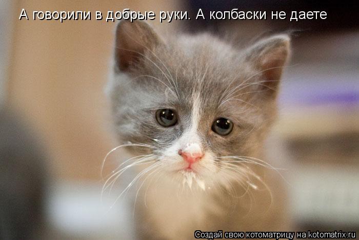 А говорили в добрые руки. А колбаски не даете... Котоматрица: А говорили в добрые руки. А колбаски не даете