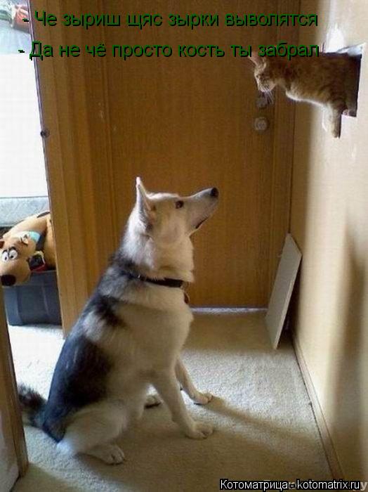 - Че зыриш щяс зырки выволятся - Да не чё просто кость ты забрал... Котоматрица: - Че зыриш щяс зырки выволятся - Да не чё просто кость ты забрал