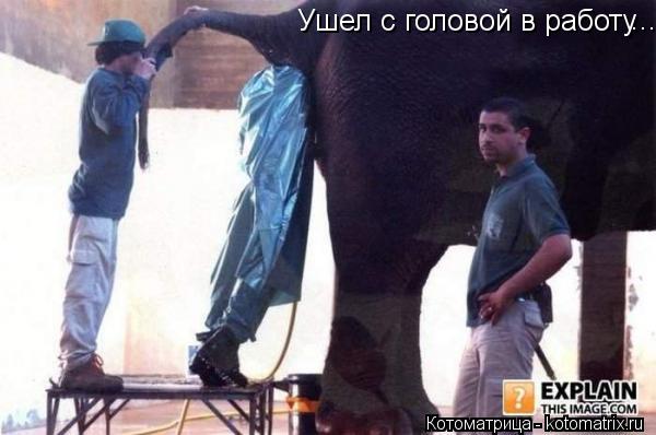 Ушел с головой в работу ...... Котоматрица: Ушел с головой в работу ...