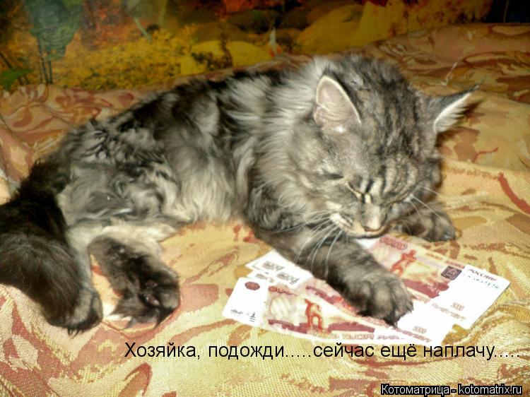 Хозяйка, подожди.....сейчас ещё наплачу........ Котоматрица: Хозяйка, подожди.....сейчас ещё наплачу.....