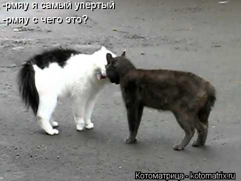 -рмяу я самый упертый -рмяу с чего это?... Котоматрица: -рмяу я самый упертый -рмяу с чего это?
