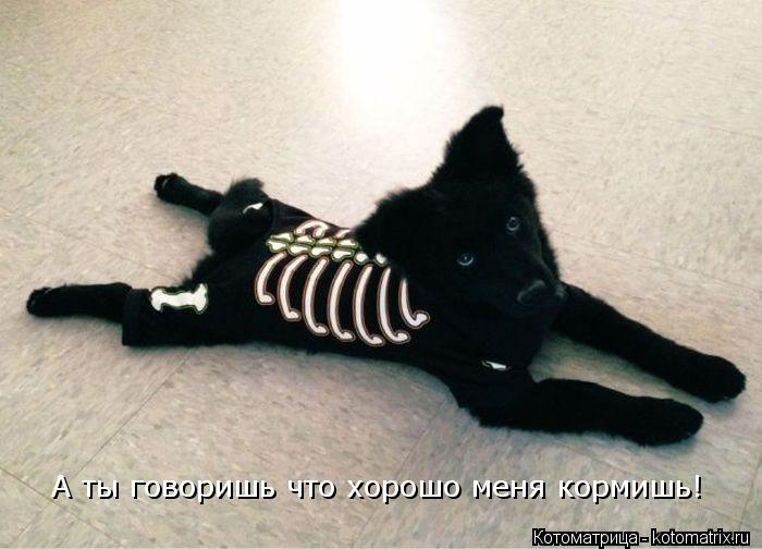 А ты говоришь что хорошо меня кормишь!... Котоматрица: А ты говоришь что хорошо меня кормишь!