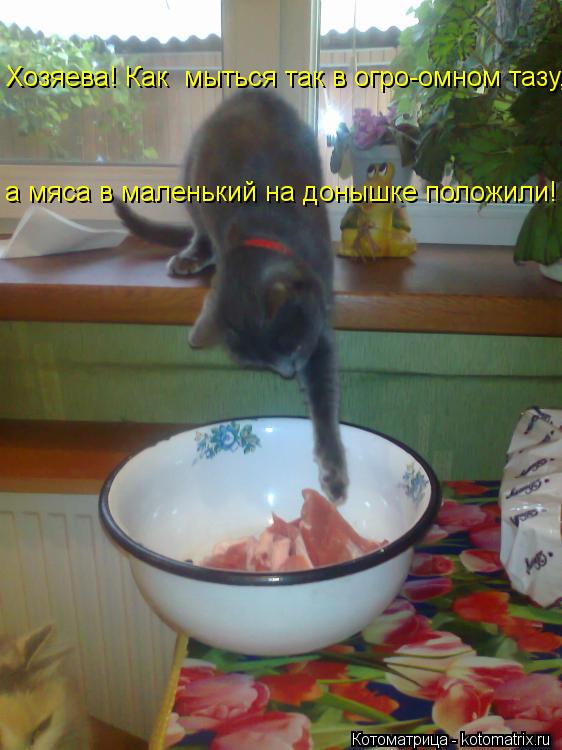 Котоматрица: а мяса в маленький на донышке положили! Хозяева! Как  мыться так в огро-омном тазу,