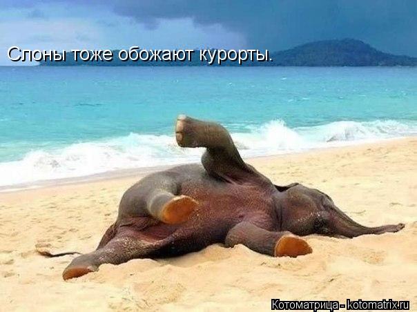 Слоны тоже обожают курорты.... Котоматрица: Слоны тоже обожают курорты.