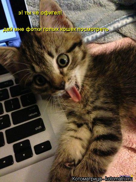 э! ты чё офигел! дай мне фотки голых кошек посмотреть... Котоматрица: э! ты чё офигел! дай мне фотки голых кошек посмотреть